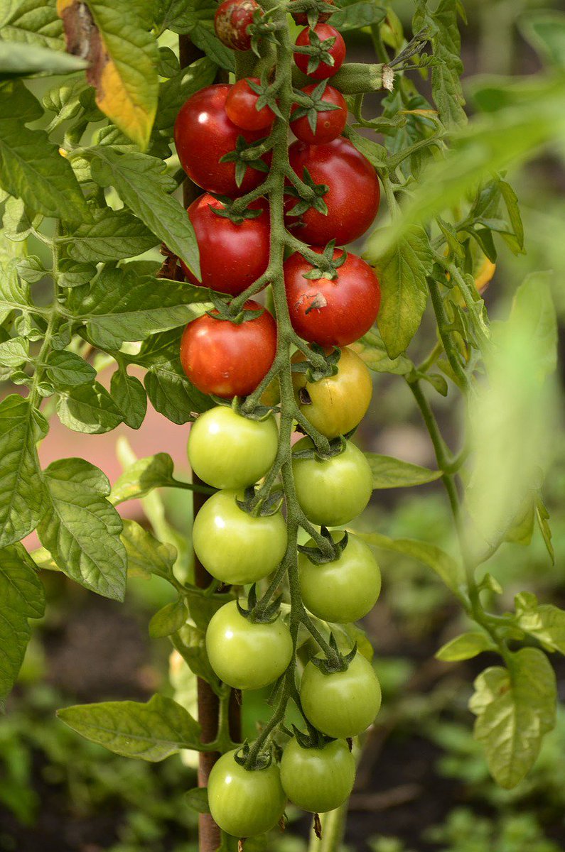 artgrassstore's tweet photo. It's June! Your garden should be bursting in to life right about now – here are our tips to keep it thriving https://t.co/BJna9VbOw9 https://t.co/8q9WTI1sAw