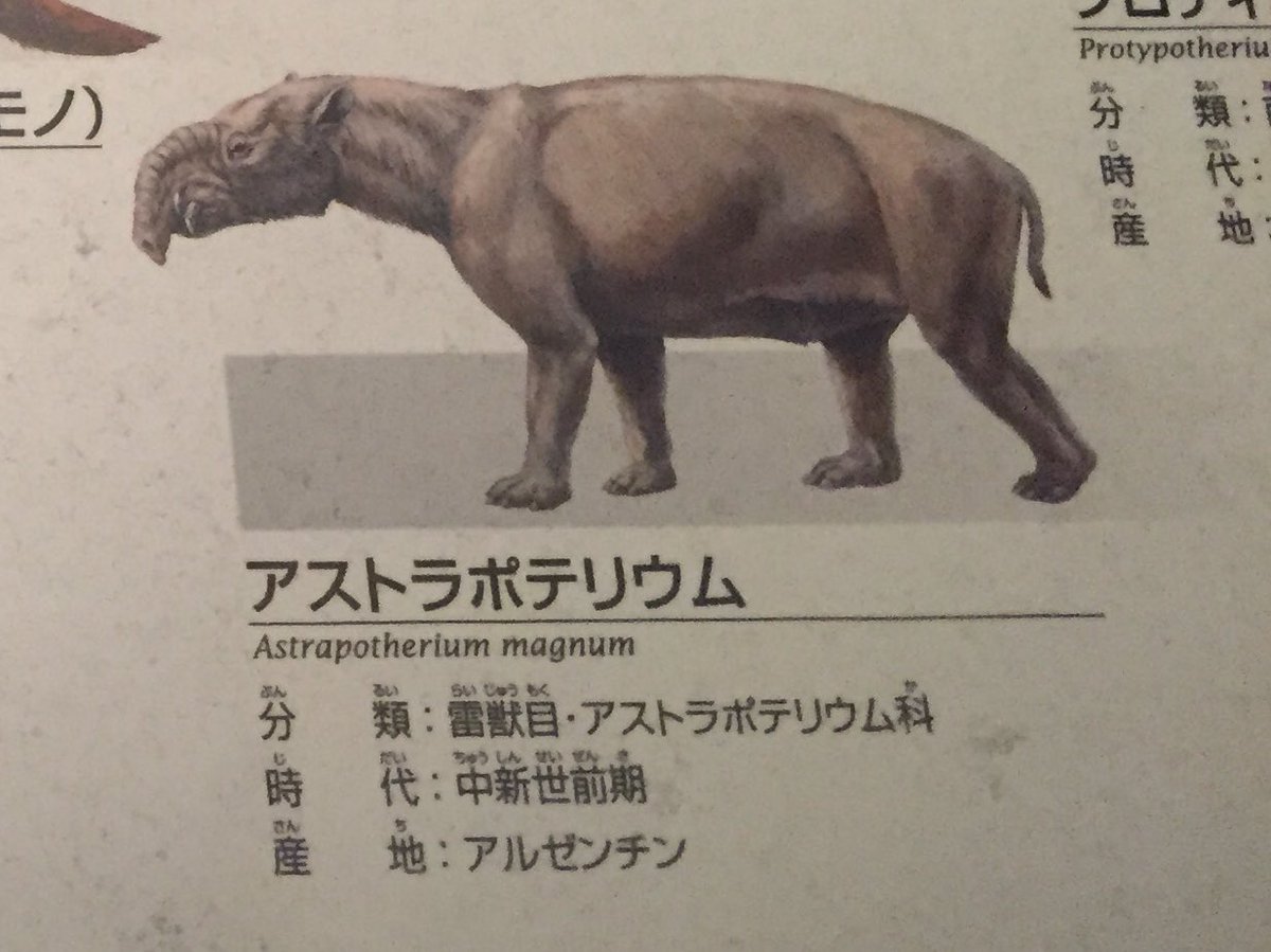 Twitter पर ガイス 南米固有種 アストラポテリウム マグヌム Astrapotherium Magnum 輝獣 雷獣 という意味ですが 発光も帯電もしません Fossilfriday 金曜日だから化石貼る 国立科学博物館 Twitter पर ガイス 南米固有種 アストラポテリウム マグヌム Astrapotherium Magnum 輝獣 雷獣 という意味ですが 発光も帯電もしません Fossilfriday 金曜日だから化石貼る 国立科学博物館