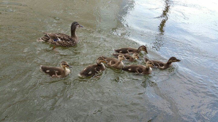 FloatHome4Sale's tweet photo. Martha &amp; her pre-teen ducklings swimming by to say "Hi" ~ they've grown so quickly!! #fsbo #pdx #floatinghome #columbiariver #bigeddymarina https://t.co/xIB8kaMM5T