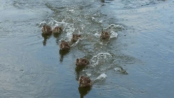 FloatHome4Sale's tweet photo. Martha &amp; her pre-teen ducklings swimming by to say "Hi" ~ they've grown so quickly!! #fsbo #pdx #floatinghome #columbiariver #bigeddymarina https://t.co/xIB8kaMM5T