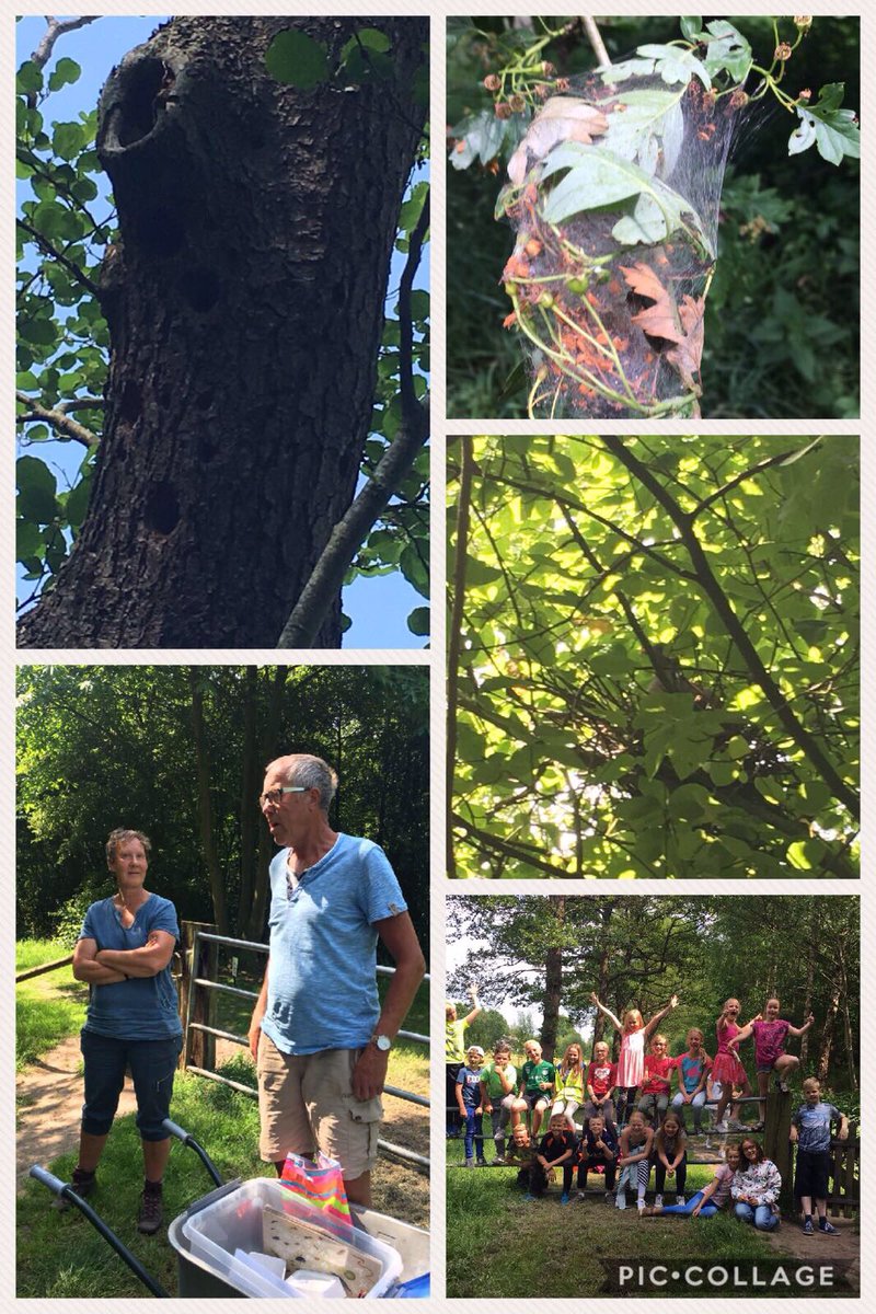 TJWerksma's tweet photo. Groep 6 bezoekt het #slibsterbos in #dewilp. Erg leuke speurtocht met prachtig weer! https://t.co/b3oijlexOk