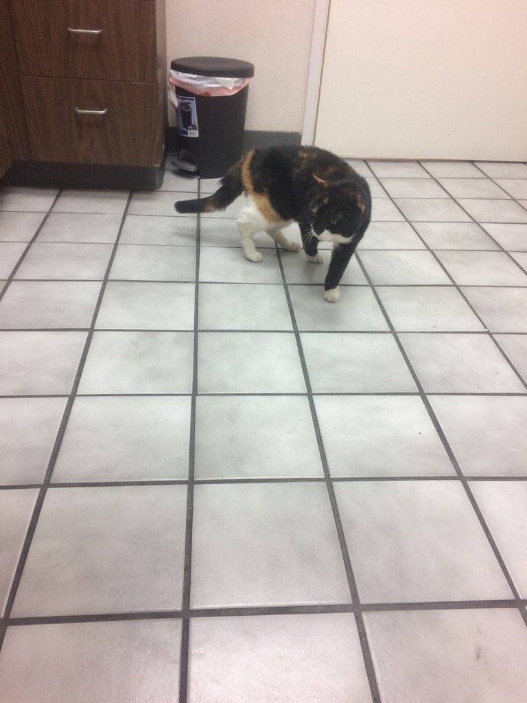 catpr0n's tweet photo. Phadey-kins is at the vet today&amp; tomorrow to have her kidneys flushed thru. Plz keep her in her kitty prayers. 🐈💕 https://t.co/6yqFeu35Ph
