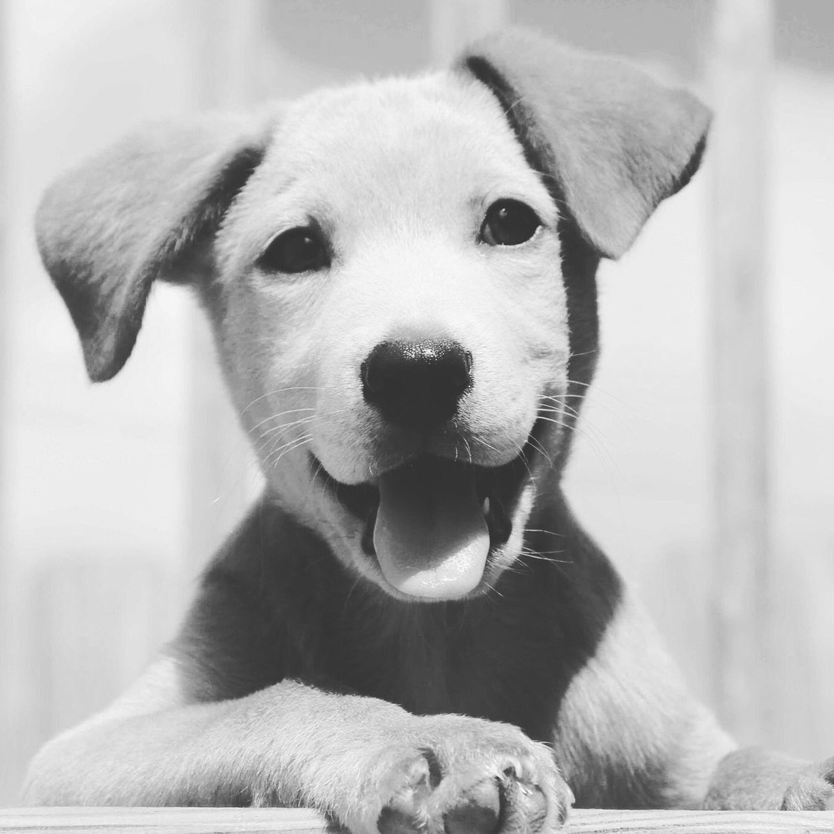 ED_Jewellery's tweet photo. ❤️ just a #cute #pup #puppydog 😍🐶❤️ https://t.co/qhHiETLnlA