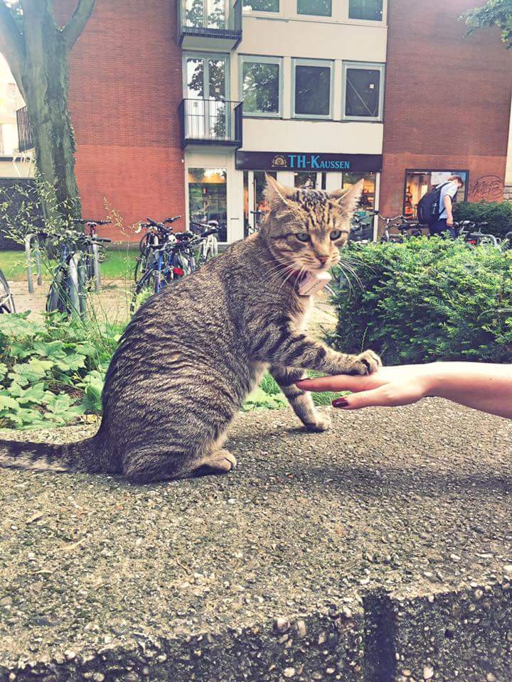 Der gnädige @KingLouiAC 😇