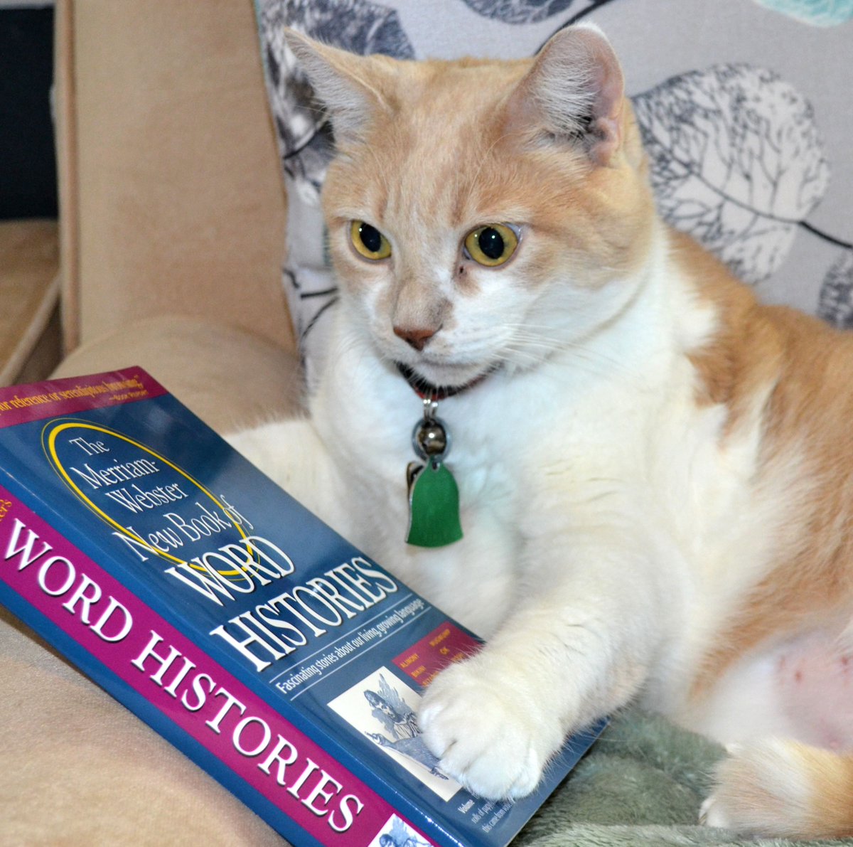 MissCuddlywumps's tweet photo. Real Cat Webster explores the origins of the word "purr": https://t.co/vr4oQXO5ZM #cats #catwords https://t.co/QIXpMFyslb