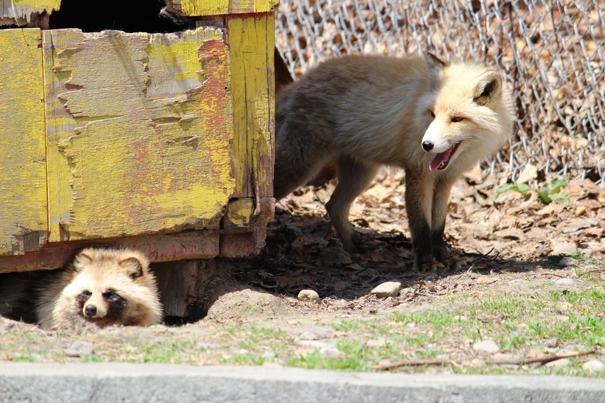 Cheng Ren うまそうなタヌキ 北きつね牧場 キタキツネ エゾタヌキ