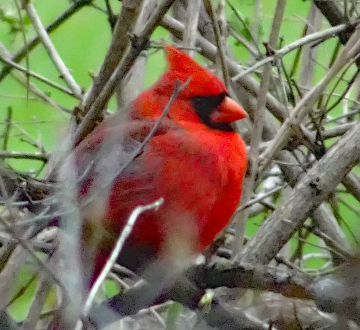 charlottenewsvt's tweet image. Tentative agreement reached between teachers and #CVSD board #CSSU #VT #Education 
charlottenewsvt.org/2017/06/02/ten…
