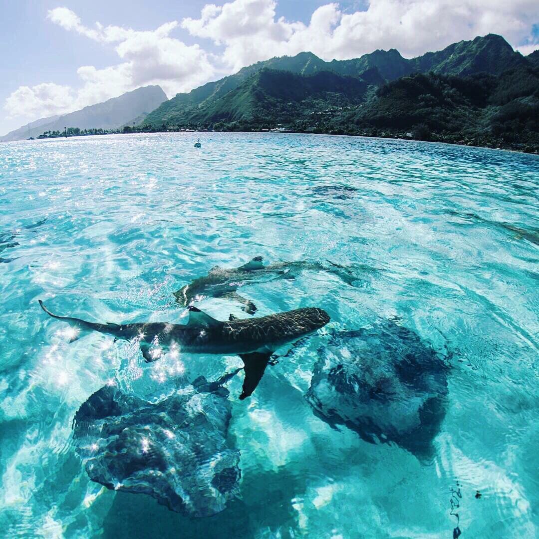 ButDansLaVie's tweet photo. J'ai besoin de vacances dans un endroit aussi paradisiaque 😎🌍🌊🌴 https://t.co/c9xHnU8IbS