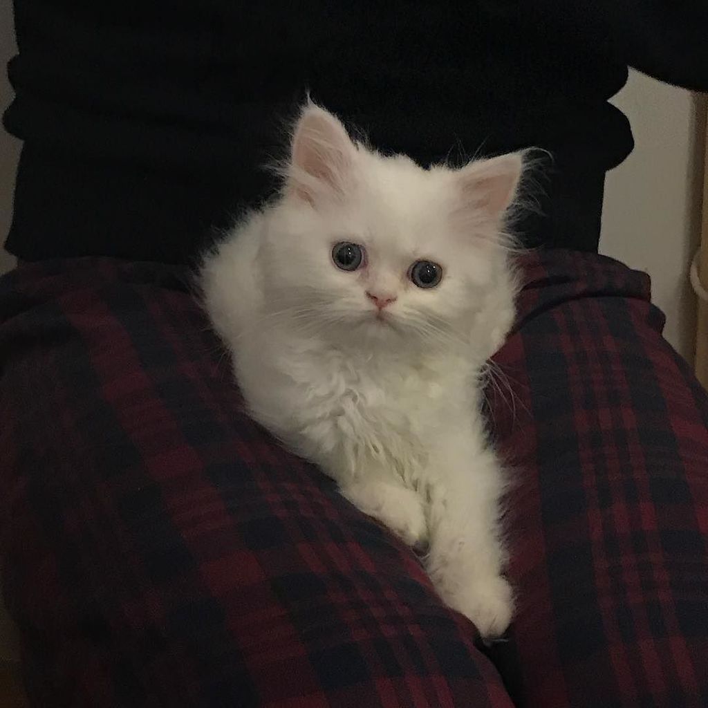vanillavox's tweet photo. "Hi, I'm cute!" 😍😍😍 #persephone #persianhimalayan
.
.
.
#greeneyes #whitepaws #whitekitty #whitekitten #whitefluff… https://t.co/XIzP6BPjQW https://t.co/gyxEn9UEDK