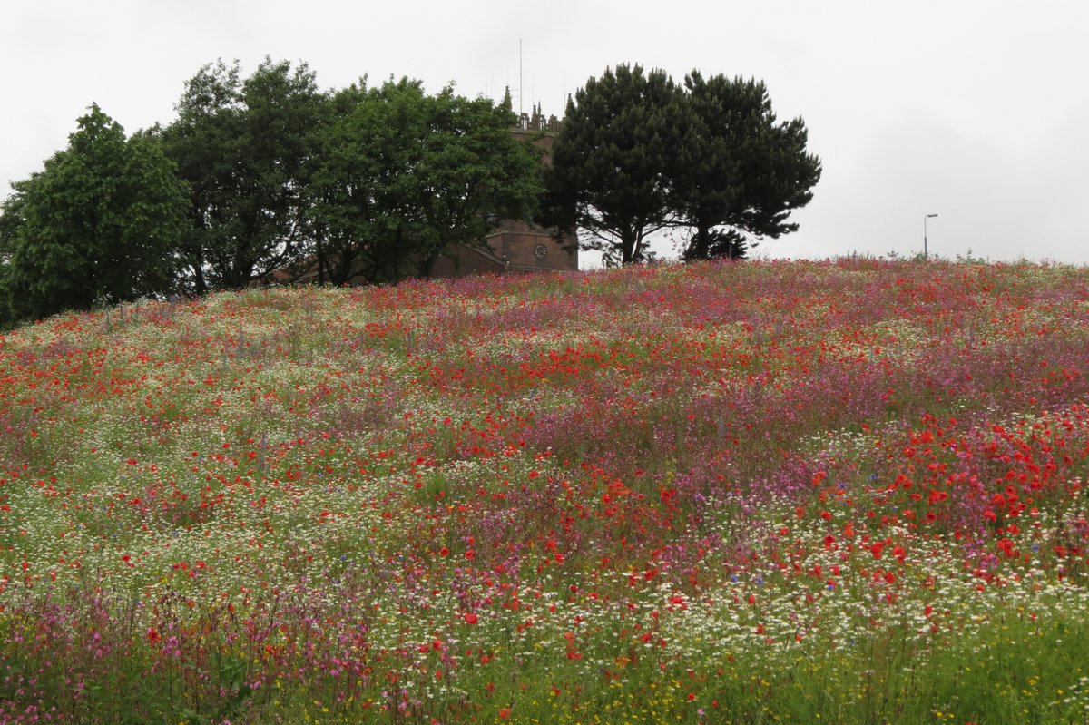LBimo1's tweet photo. Everton Park looking good even in the rain 👍😍@NMBiodiversity @LivEchonews @LiverpoolParks @To2CWildflowers @savebutterflies @RSPB_N_England https://t.co/vf0AWRAgON
