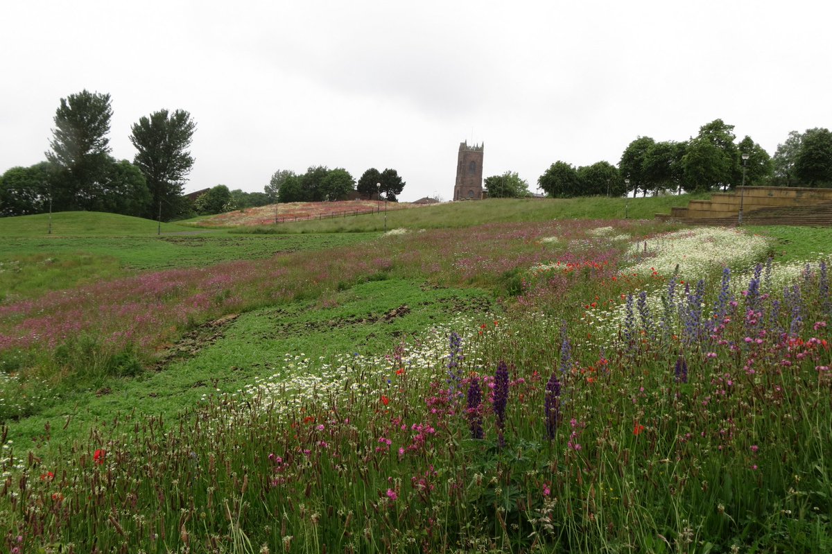 LBimo1's tweet photo. Everton Park looking good even in the rain 👍😍@NMBiodiversity @LivEchonews @LiverpoolParks @To2CWildflowers @savebutterflies @RSPB_N_England https://t.co/vf0AWRAgON