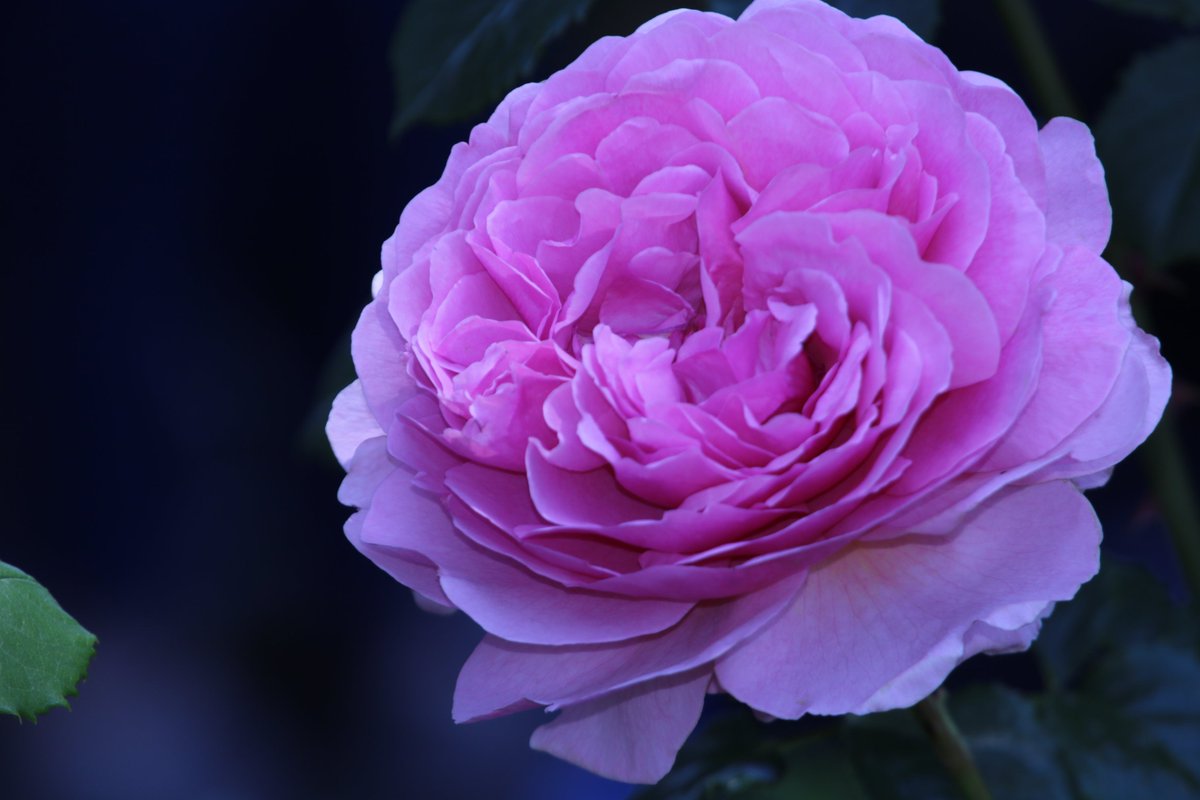 Yoko Ito 花弁の多い薔薇 2 ロゼット バラのようなと クラシックな花形 優雅な印象でもある 薔薇 花弁の多い薔薇 ロゼット咲き 港の見える丘公園 T Co 4lez0iunqz Twitter