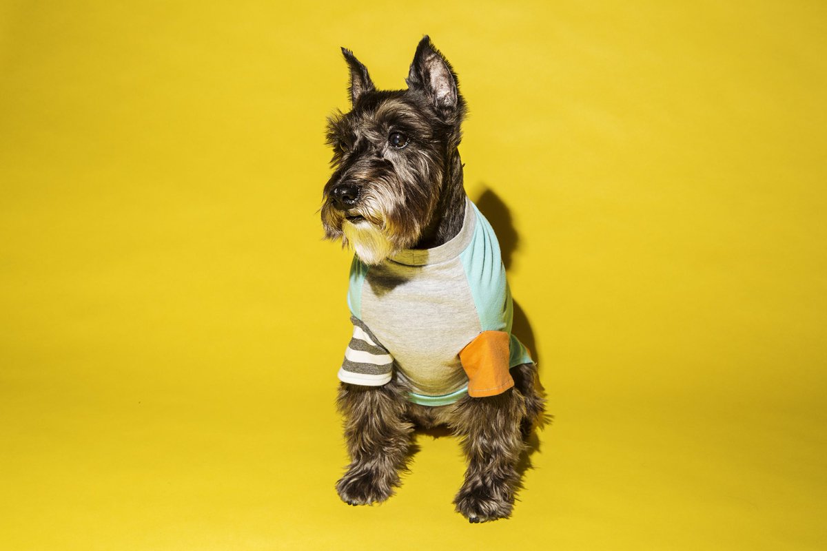 gingerandbear's tweet photo. Be Bold. You only live once.
.
Block colour t-shirt in aqua. Light weight, breathable, stretchable cotton. In store and at Pets Picnic. https://t.co/z4J3G8d0yO