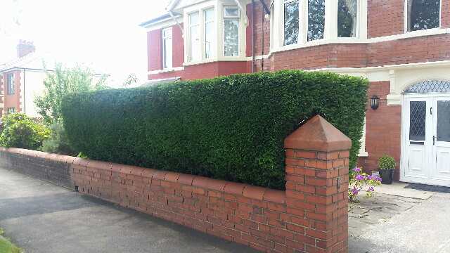 treecontrol8's tweet photo. Friday already- that week flew by. Lots of lovely jobs and clients this week...here's a couple! #hedges #trees #treesurgeonscardiff #garden https://t.co/tf5iCzd2g4