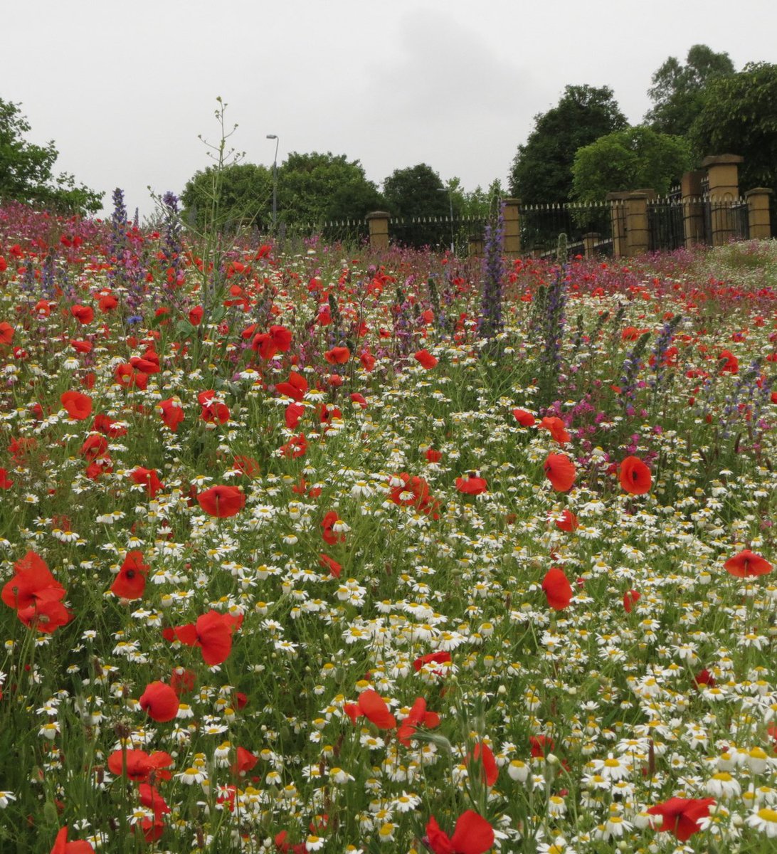 LBimo1's tweet photo. Everton Park looking good even in the rain 👍😍@NMBiodiversity @LivEchonews @LiverpoolParks @To2CWildflowers @savebutterflies @RSPB_N_England https://t.co/vf0AWRAgON