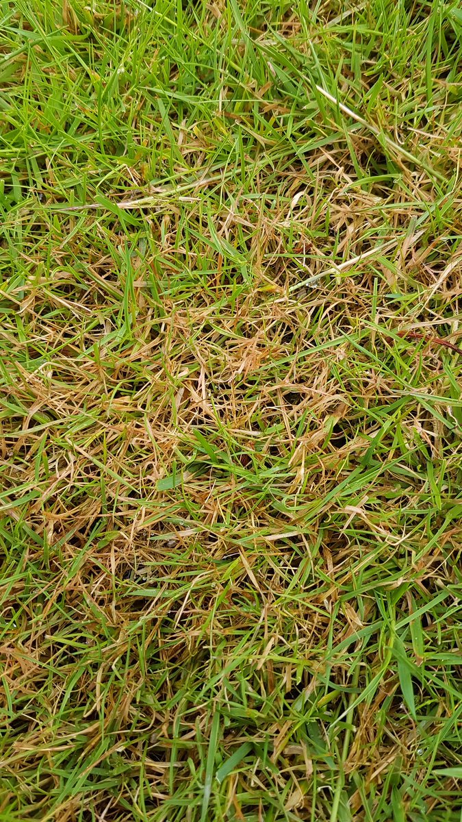 SharpesLawnCare's tweet photo. Early signs of a little bit of red thread appearing already this year. Wet and warm = fungal diseases #lawncare #lawns #Formby https://t.co/WektLNgVuP