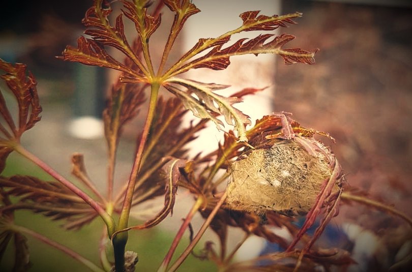 PetePhotograph's tweet photo. @WildlifeMag @jem_free @savebutterflies @Buzz_dont_tweet @MothIDUK We seem to have found tge nest, and more are hatching... https://t.co/gSyY864EjF