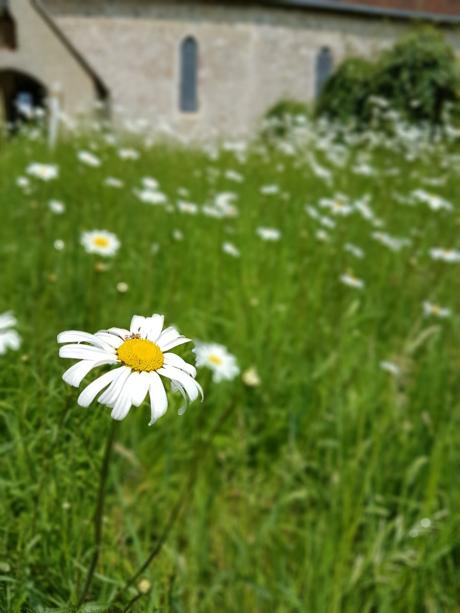 gazleton's tweet photo. Oxeye daisy in the churchyard of St Giles in #Merston #Sussex #30DaysWild https://t.co/sCQRZ3ediM