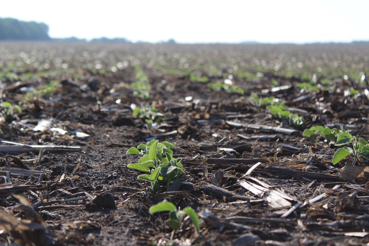 CbrosFarms's tweet image. Finally are getting some heat and the crops are soaking it up!!@WinFieldUnited #R7fmt #answertech #croplan #plant17