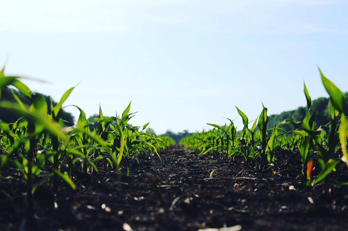 CbrosFarms's tweet image. Finally are getting some heat and the crops are soaking it up!!@WinFieldUnited #R7fmt #answertech #croplan #plant17