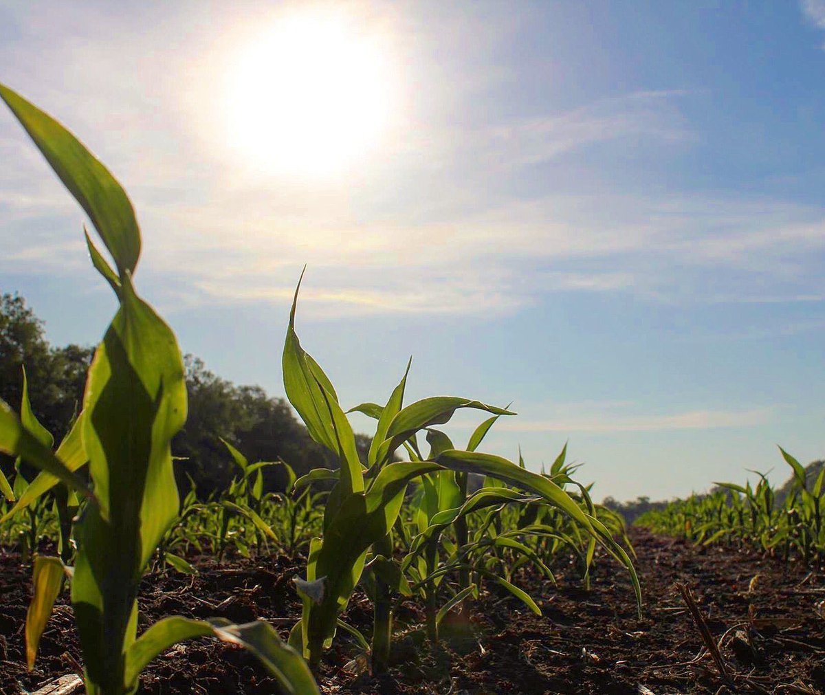 CbrosFarms's tweet image. Finally are getting some heat and the crops are soaking it up!!@WinFieldUnited #R7fmt #answertech #croplan #plant17
