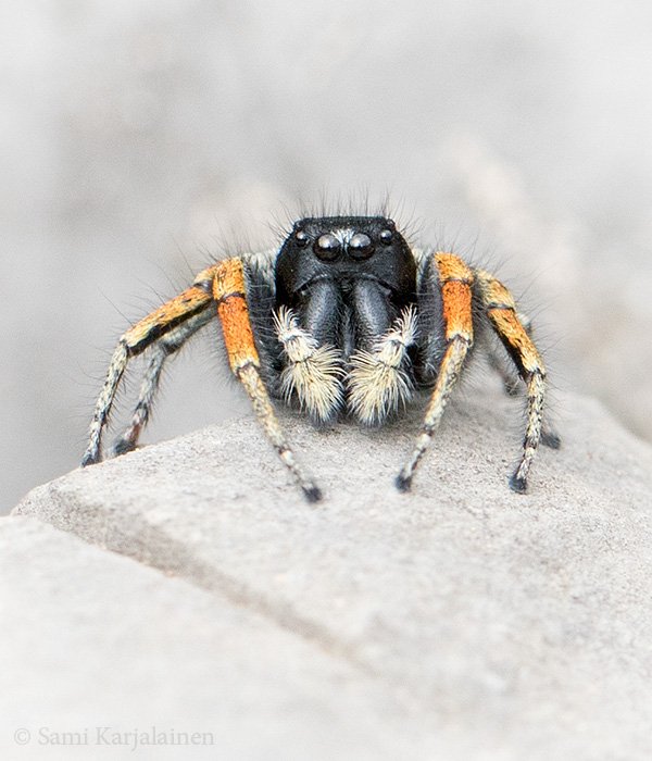 KarjalainenSami's tweet photo. #Philaeus #chrysops, a jumping #spider. #Salticidae #Montenegro https://t.co/MqJCXDW9wu