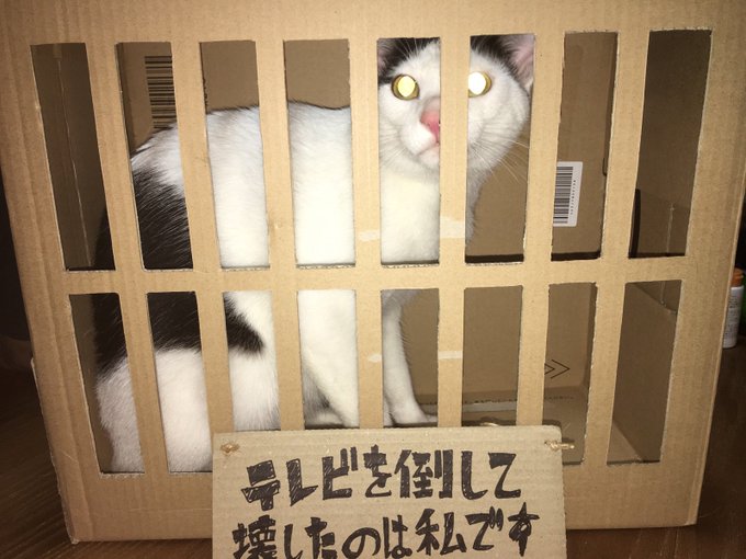 50 グレア 猫 捕獲 ダンボール 作り方 画像ブログ