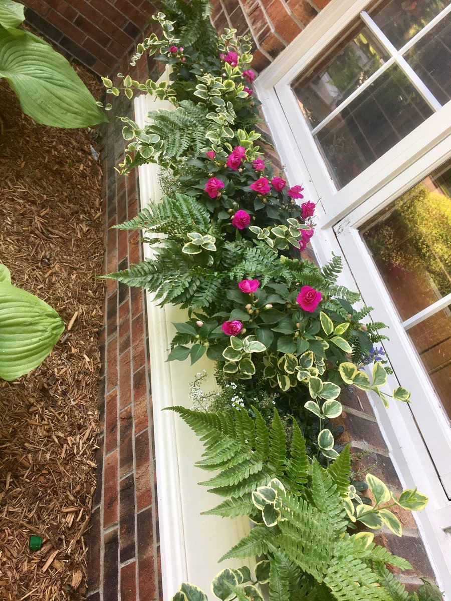 elynn0205's tweet photo. Window Box Lovelies πΈπΊπΌπ #windowboxgoals #flowers #impatients #junemornings https://t.co/4wFaJYdvTk