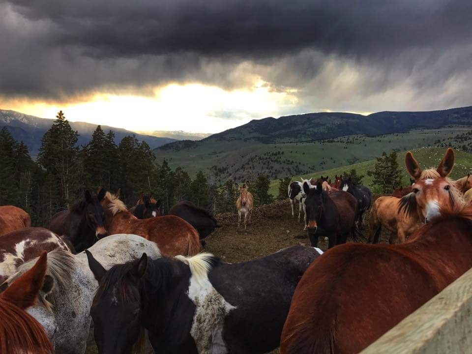 GNSCATTLECO's tweet photo. #Montana #Hellsaroarin #ranchacademy #JohnsonRanch #ranchy #punchy I can't wait to be here in June! https://t.co/NPzVtJey0O