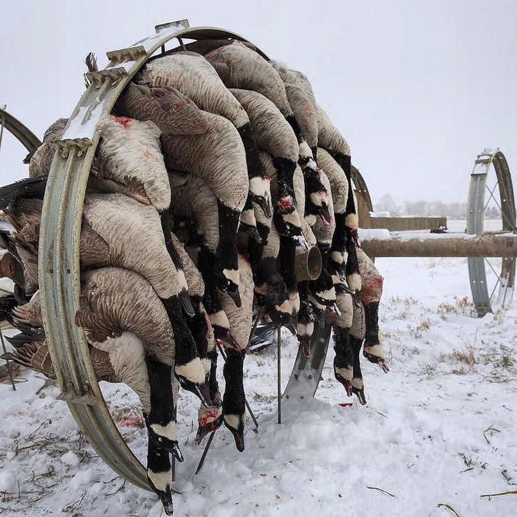 DennisLoosier's tweet photo. So glad it's Friday!!! #letsroll #intoweekend  #drducktx #waterfowlhunting #TimberHunting #WaterfowlTimber #waterf… https://t.co/ULDWxi15jW https://t.co/WyQWFEjdRR