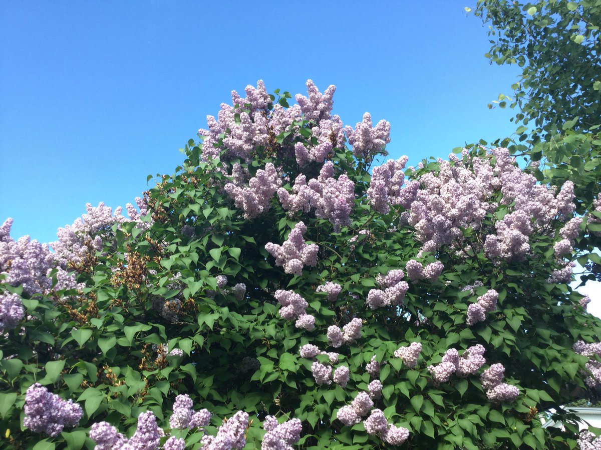 Doidycup's tweet photo. Our cup of the month is Lilac! #lilacfestival #spring #nature #bloom #doidycup #canada https://t.co/1Sb164JNwA