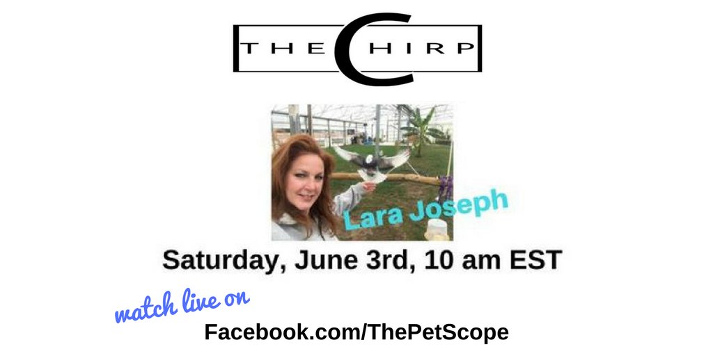 ThePetScopeTV's tweet photo. Tomorrow on The Chirp,  @BigbirdCaitlin talks with @ABCLaraJoseph. https://t.co/HUSdLxreCj #animaltrainer #animaltraining https://t.co/6pJkz3Qn30