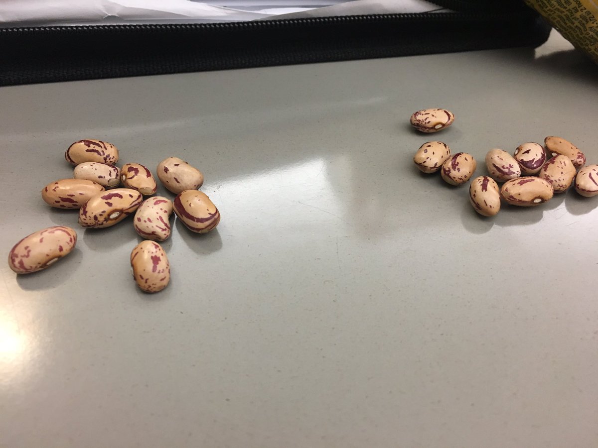 superemmax's tweet photo. #devilschat learning how vinegar affects the germination of beans in biology https://t.co/zd1KtaiBfI