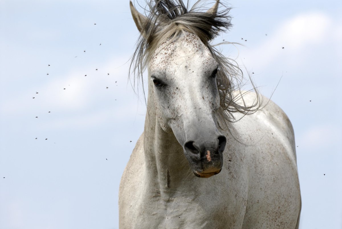 AAEPHorseDocs's tweet photo. June is #FightTheFilthyFlyMonth! Read our vector-control guidelines for external parasites here: https://t.co/EIXCHlxgd7 #horsehealth https://t.co/iYQxnQNYdr