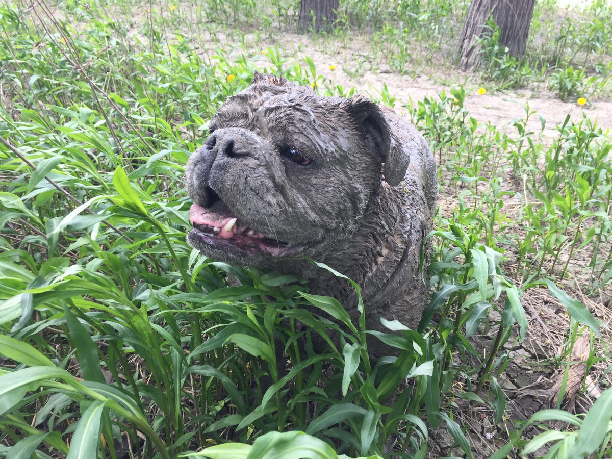 Dean_J_Cooper's tweet photo. My dirty dog, Roxy. #CanadasMudiestPet https://t.co/pn7pRYhSIV