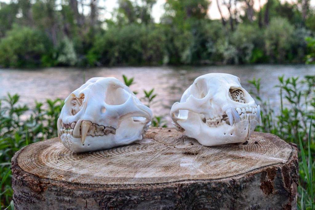 BCBHOOD's tweet photo. Don't forget to get your bear skulls over to @beetles_2_bones he'll treat ya right! #beetles2bones #europeanmounts… https://t.co/MMhbS2cVli https://t.co/g3d9BB7aMW