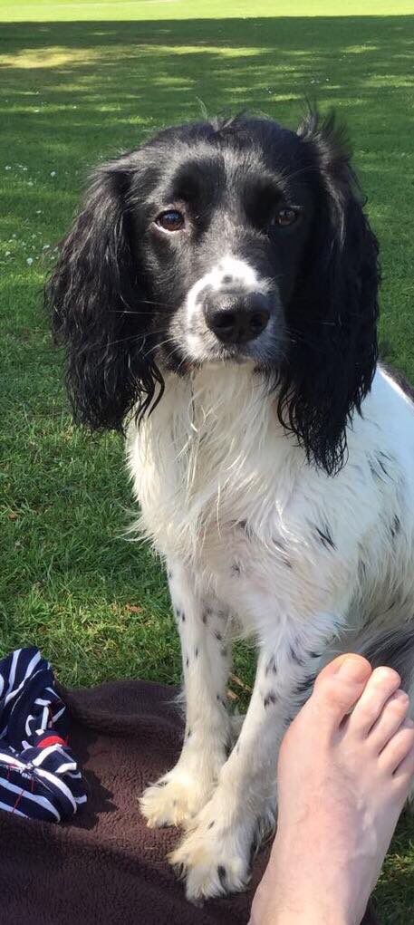 LisaLisaw1's tweet photo. #FindAlfie #Missing 28.05.17 #Stanhope #Rookhope #Weardale #CountyDurham Sightings this morning #Ruffside Hall & #Church in #Blanchland https://t.co/Tpi505UbYo