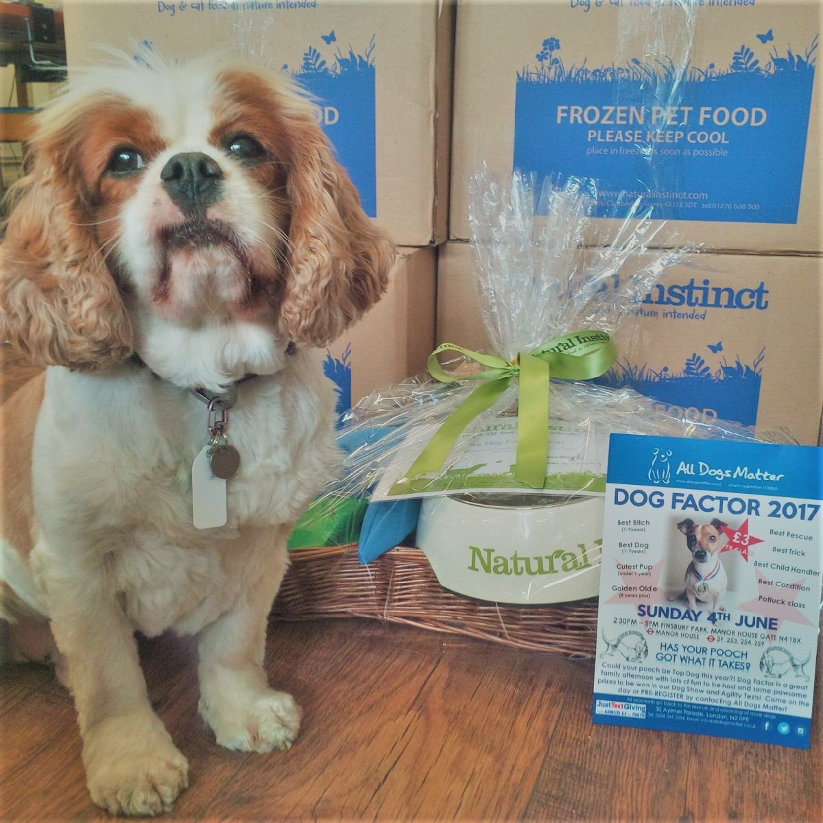 AllDogsMatter's tweet photo. TY @NIrawpetfoods for sponsoring #DogFactor + #PupIdol! This Sunday there's goodie bags + this pawsome Raffle prize to get your paws on! https://t.co/RtZyRqWugE