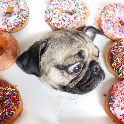 itsdougthepug tweet picture