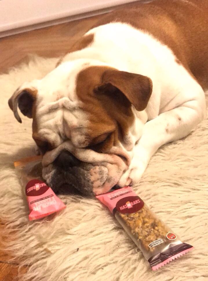 hashbars's tweet photo. Yo soy tu amigo fiel!! 🐶🍫
#DiaDePerros #Mirtha https://t.co/D2Gw7SBSAS
