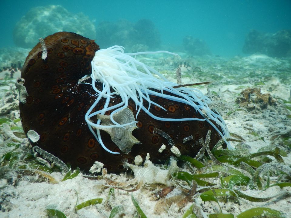 SirenSeaSA's tweet photo. RT @FishChoice: How the popularity of sea cucumbers is threatening coastal communities https://t.co/lVXEE2QMLN via @ScienceDaily https://t.co/FVfAdenP0l