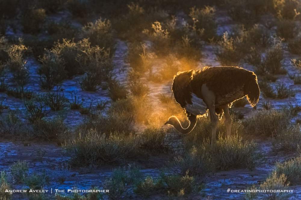 WLionsRoam's tweet photo. #WLRFeaturedPic for April 2017 Week 1: Andrew Aveley https://t.co/8e4XRLb8dC   
#Photography #Ostrich #Africa #ecotourism #Sunset https://t.co/ynoiEI3SG9