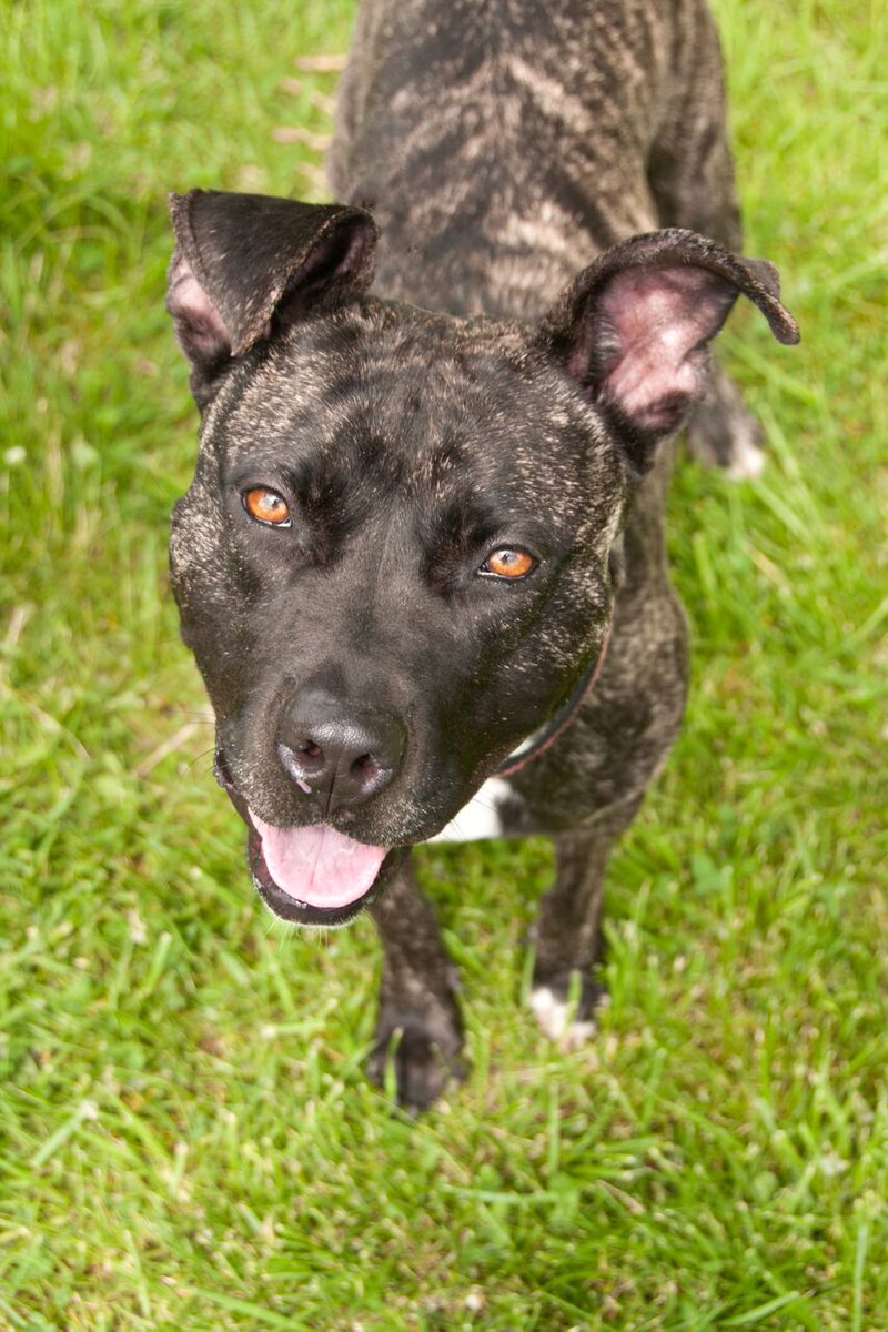 Desdemona is one beautiful girl, looking for her #fureverhome @hscalumet! Come meet her and learn more about #adoption! <a href="/FetchPortraits/">Fetch Portraits</a>