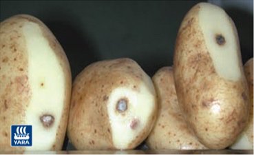 Yara_UK's tweet image. How to reduce potato bruising - Are your potatoes getting enough calcium ? #YaraLiva #Tropicote ow.ly/T67b30cgSEf #KnowledgeGrows