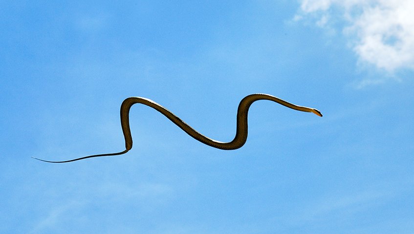 KIDS_DISCOVER's tweet photo. In the rainforests of Southeast and South Asia, five types of snake move from tree to tree mostly by flying. https://t.co/WJdeC2a1Xp https://t.co/n4ljLPUdGY