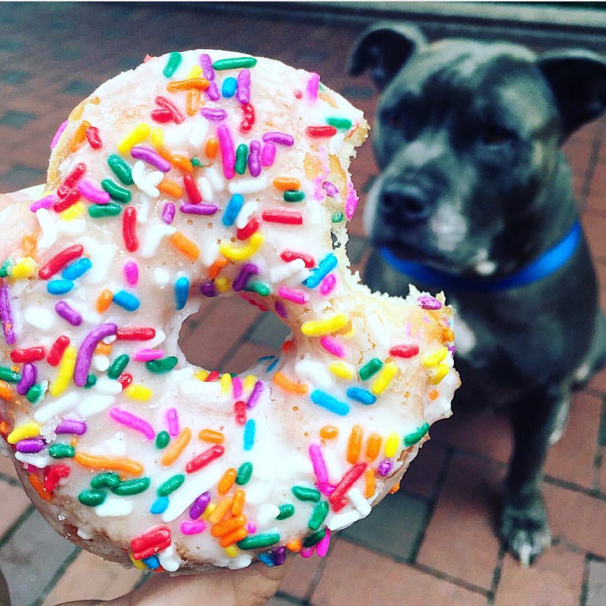 SodaCitySC's tweet photo. "D🍩nut go breaking my ❤️." -@zeuttywiddabooty 
📸: @samkingsmore https://t.co/05ZARCSdiW