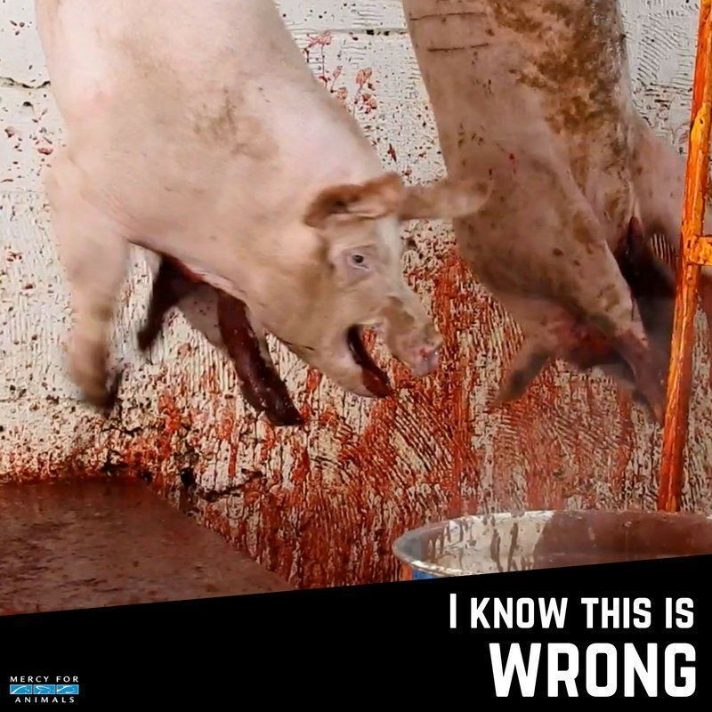MercyForAnimals's tweet photo. This is where bacon comes from. #SorryNotSorry https://t.co/9fgorGsA6F