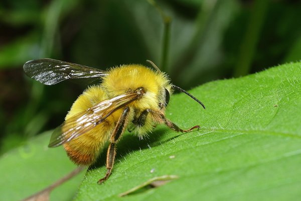 三匹の猫〆hu R 寝る前に 三茶 太子堂 に住んでいた時に居た蜂 トラマルって知ってる人どんだけいるかな 東京以外で見た事ないんだよね 気づいてないだけなんだろうけれどさ 毒針持って無い ふわふわの可愛い蜂ですよーん 知っている人