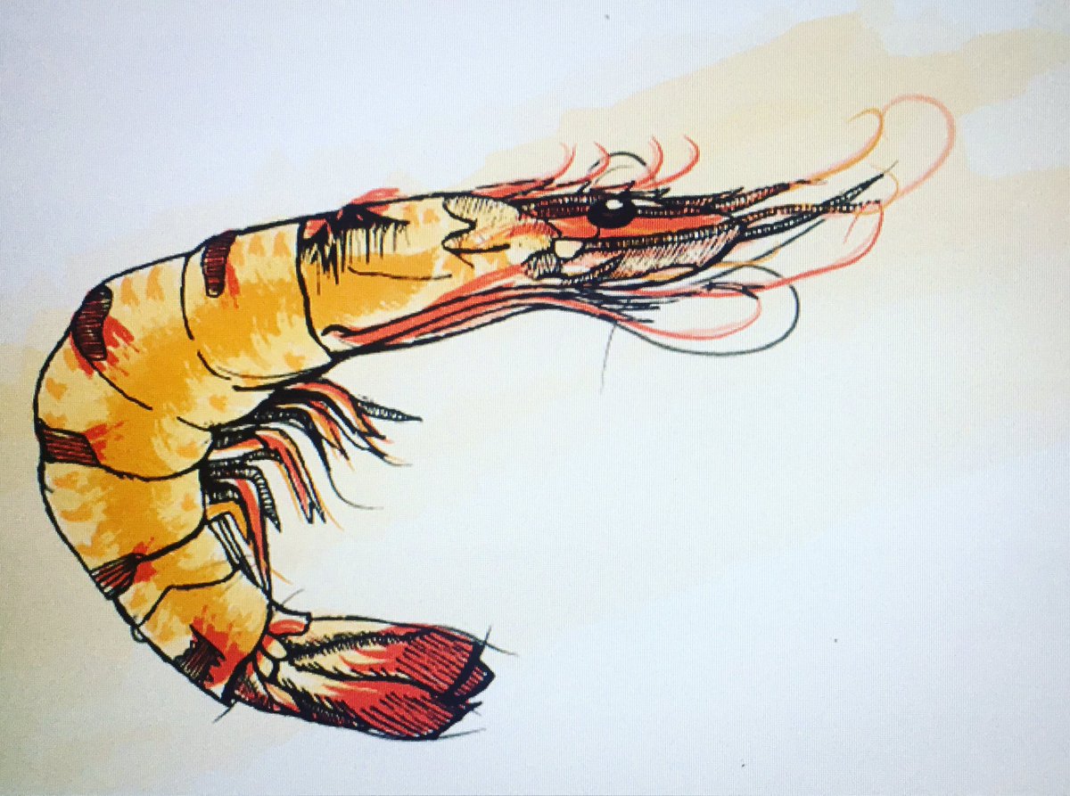 mukekesworld's tweet photo. #king prawn #illustration #digitalillustration #digitalart #digitalartist #foodporn https://t.co/lSe6251Iyd