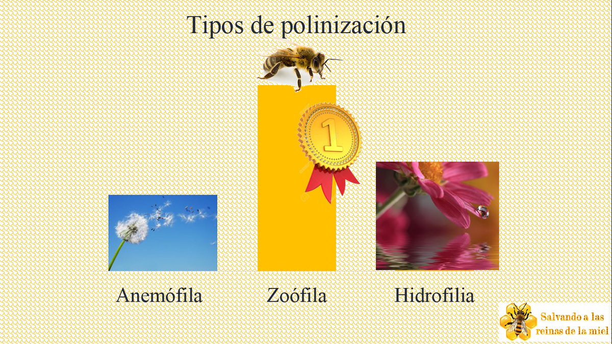 SalvandoAbejas's tweet photo. ¿Sabías que? existen 4 formas de polinización, la más popular y efectiva la Zoófila que es la polinización causa por insectos como #abejas https://t.co/q7R8MtfeNH